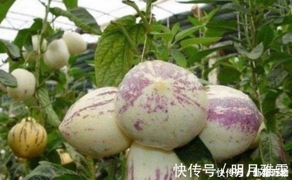 色斑|3种食物每天坚持吃点,淡化色斑、延缓衰老速度,更显年轻!