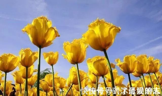 4大生肖|人算不如天算最近8天，中大奖、发大财，喜事千里来的4大生肖