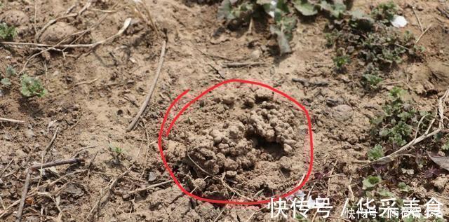 钓鲤鱼不需要太多料混合,配对这两种料,一年都不用换了