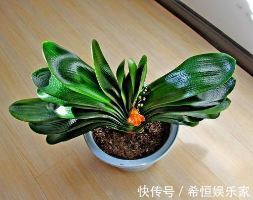 君子兰烂根“快死了”,别着急扔,一招就能救回来