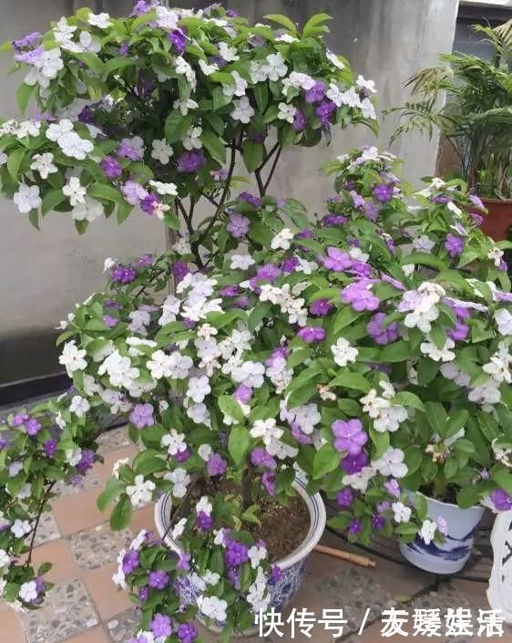 双色|非常好养的“双色茉莉”,花期长,花朵颜色多,邻居看了都羡慕