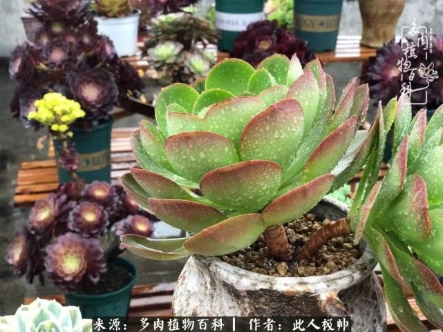 骄阳艳玫瑰，梦幻魔法师！独爱你的百媚千红！