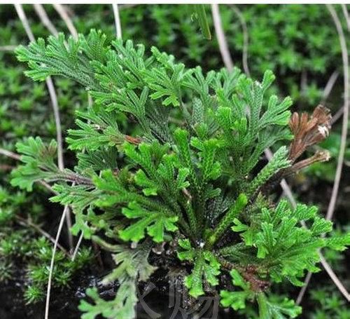  植物|野外4种植物，种在花盆里，养成漂亮小盆栽！?