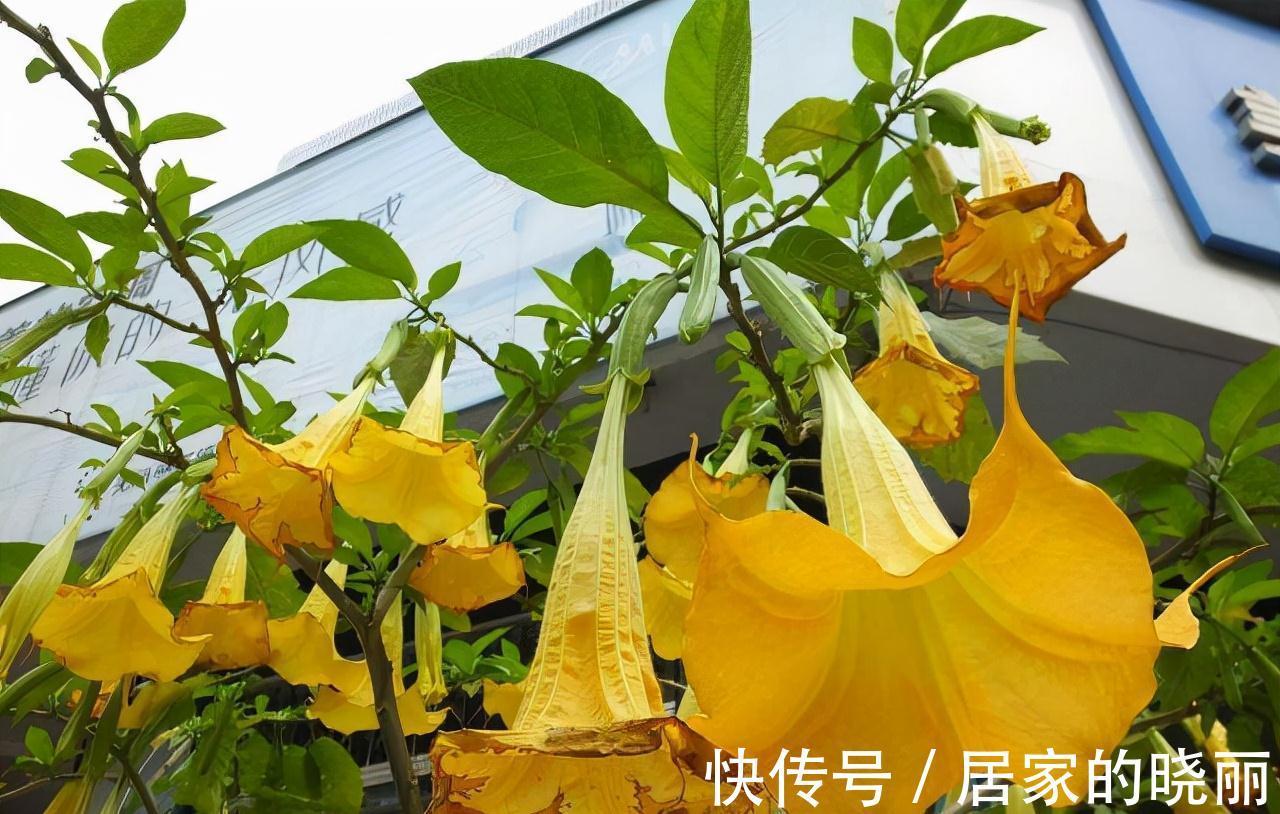 越漂亮的花越“有毒”!快来认识这12种大毒花,涨“知识”不吃亏