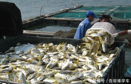 懂行的人买鱼专挑这4种鱼,无法人工养殖才更营养,贵的也值