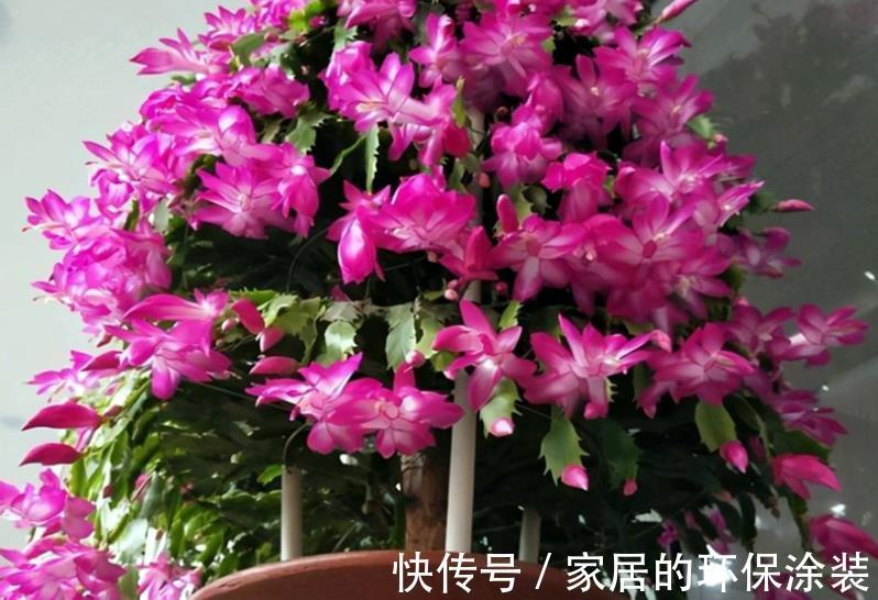 昼夜温差|8、9月养蟹爪兰,掌握住这2个小技巧,到了花期,花量翻倍