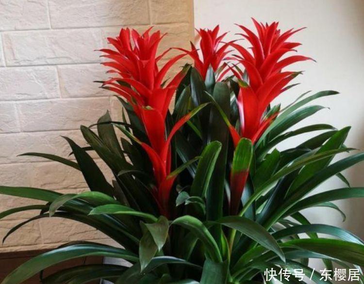 美极了|几款花卉超好养的,只要给水就疯长,一天一个样,美极了