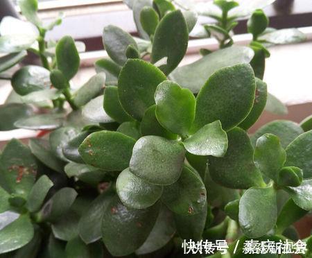 叶片|多肉养不好，叶片就“发软”，看看这几个原因，轻松帮你解决！