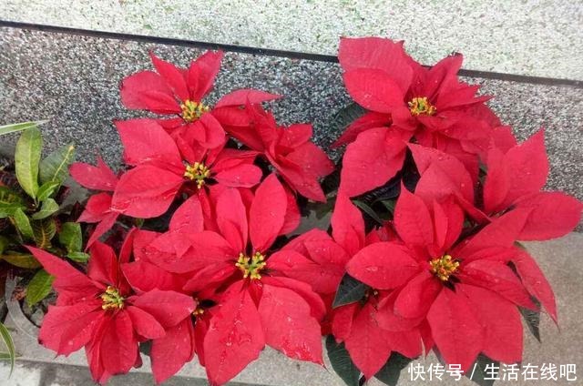 家里养花别乱养,这“5种花”有毒,老人孩子要注意!