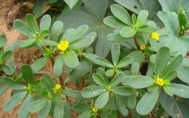 个个|7种农村常见的野菜,个个都是治病的“良药”,你吃过几个