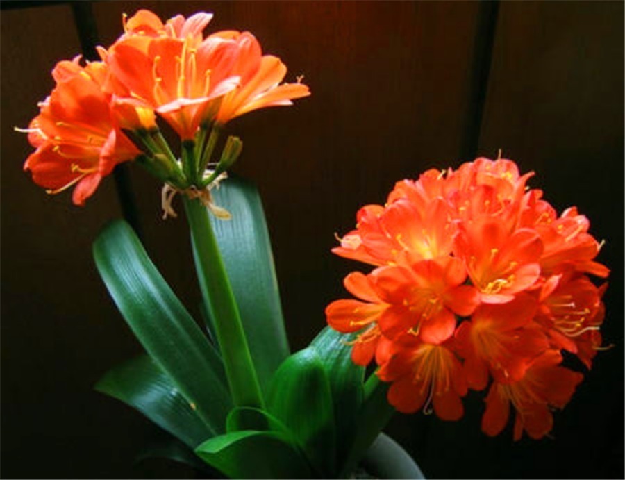 秋老虎过后养君子兰,尽早去做4件事,叶子整齐光亮,冬天开爆盆