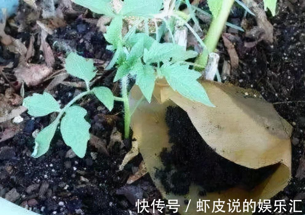 爷爷养花从不花钱，只用这3种垃圾，盆里撒一层，养啥都爆