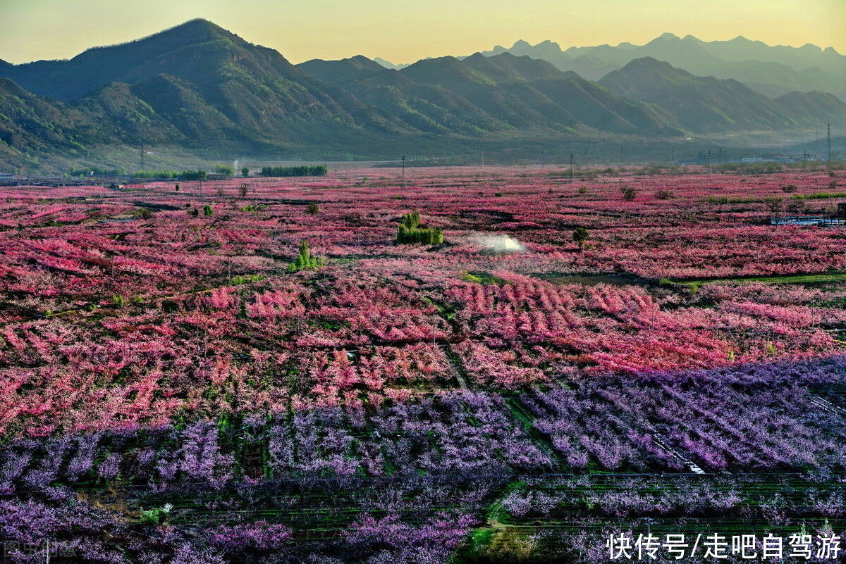 桃子|人间蜜桃季！人手一份的吃桃地图，9个省份14种水蜜桃等你来pick