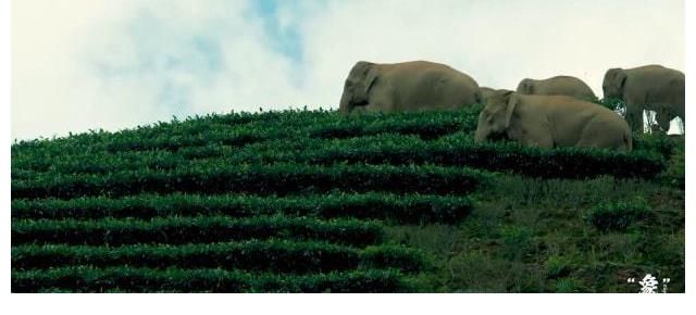 開幕式|COP15大會開幕式播映短片《“象”往云南》