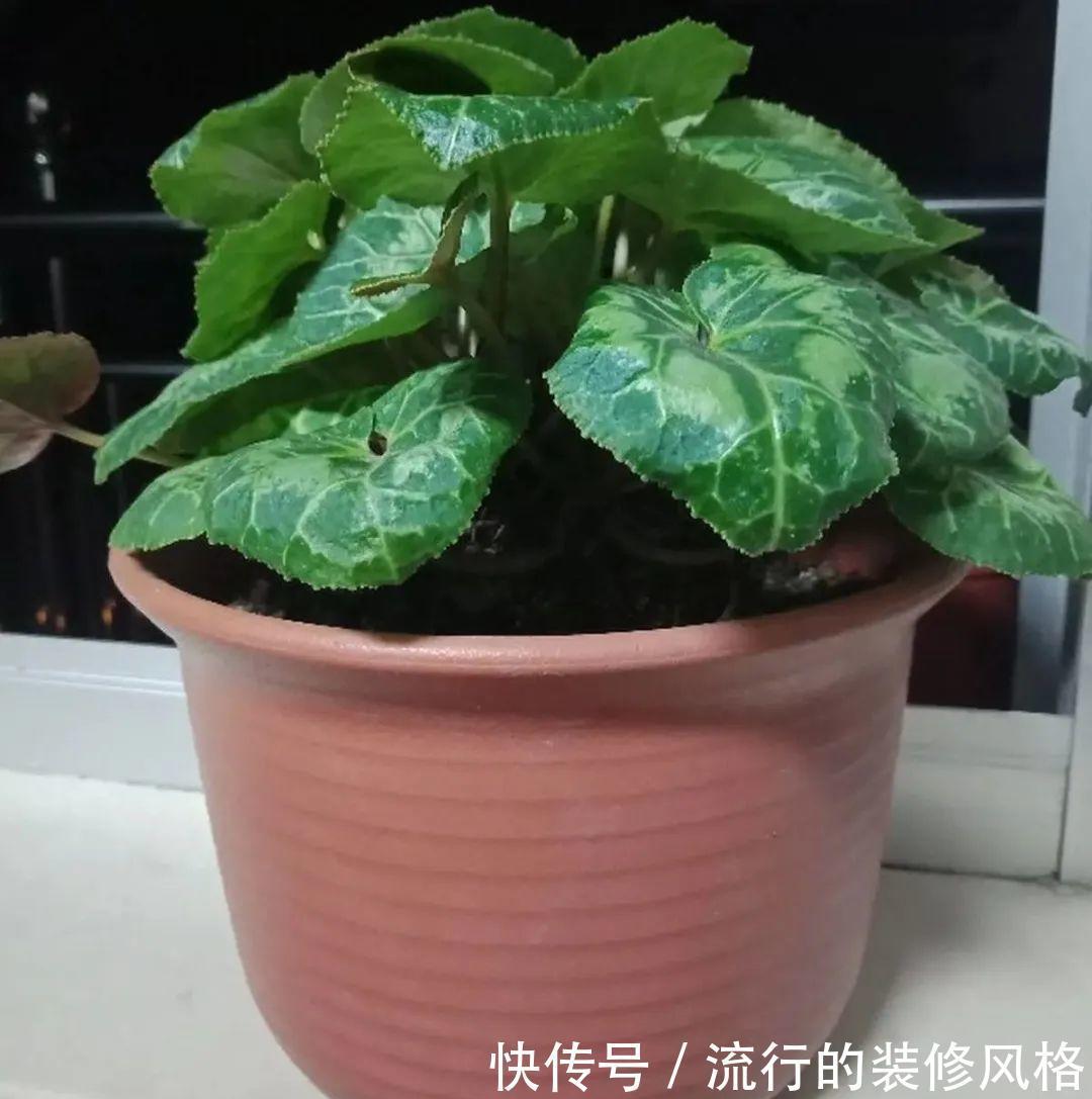 君子兰|8种花夏天不能买,买回来就死,白浪费钱