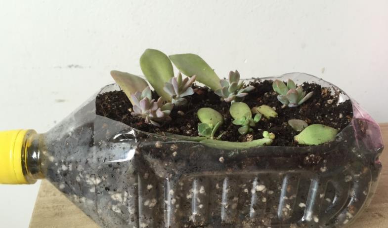 钻孔|软趴趴的塑料瓶，养花有4大经典用法，早晓得早受益