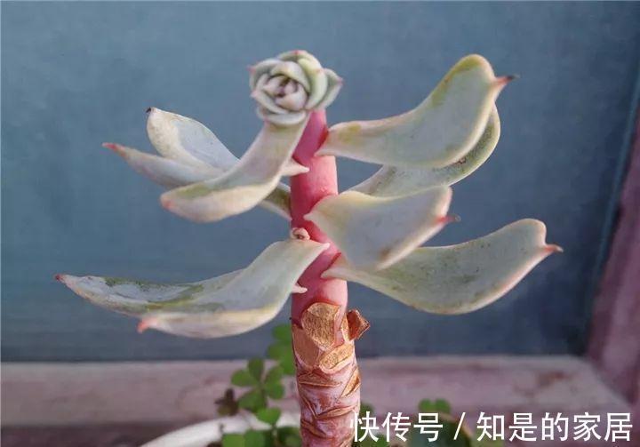 伤口|给花赶紧摘叶子，掐光后别浇水，立马又冒10个芽