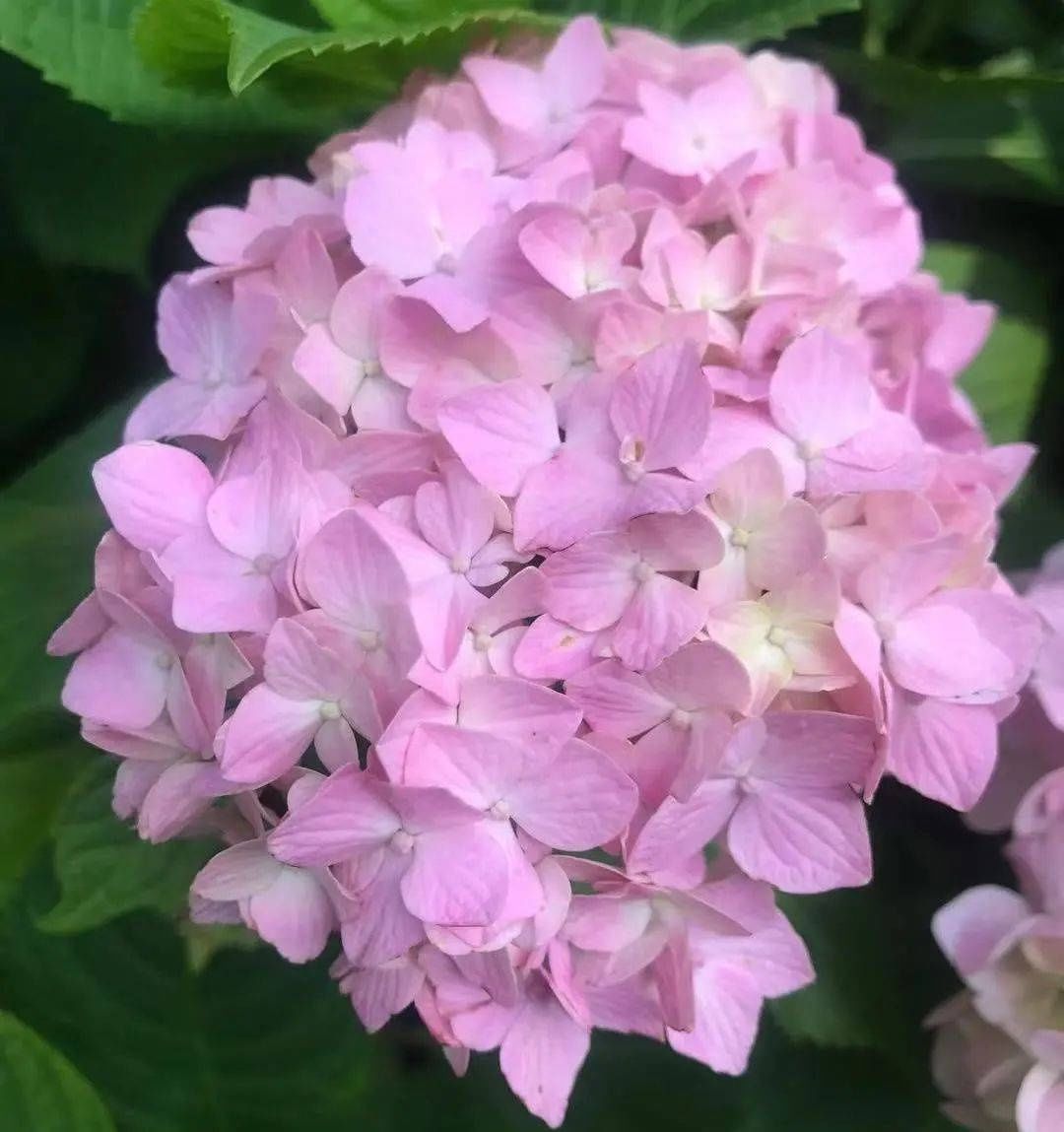 马卡龙|绣球繁花尽绽放 徐汇街头觅“清新”