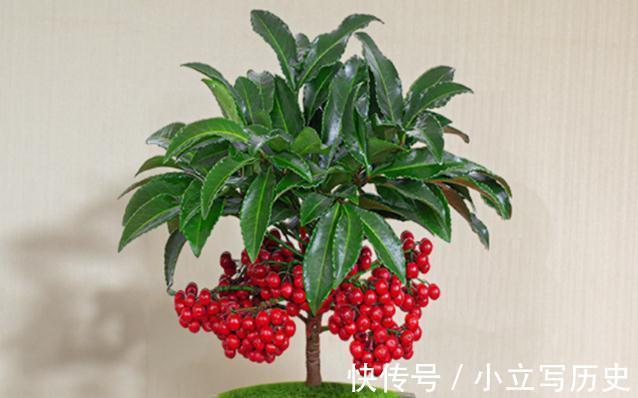 三种居家观果盆景，春夏观花，秋冬观果，喜庆漂亮还好养