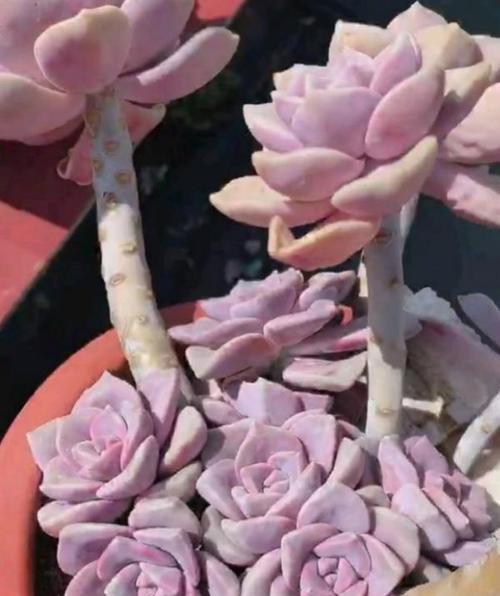 此款多肉植物,好养又贵气,易爆头长成小老桩,养花大神都爱养!