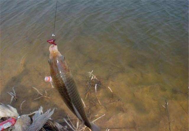 鸡血|谁说自制饵料不上鱼?老钓鱼人分享两款独家秘制饵料,助你上鱼!