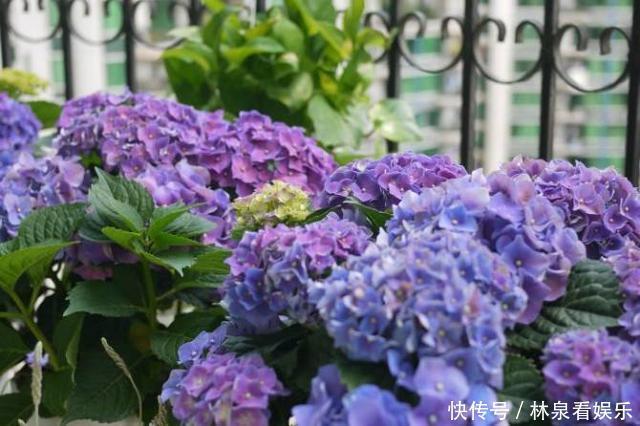 杜鹃花|到了秋天只能扦插这4种花,剪根枝条能生根,来年开花香满屋