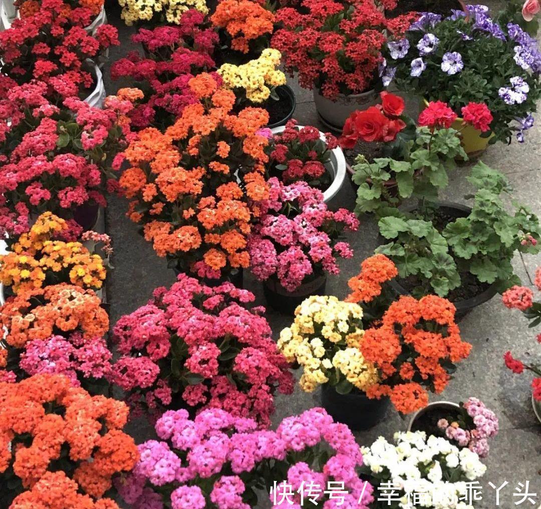 兰花|5种“耐寒花”,好看不怕冻,低温也能爆花,一直开到初夏