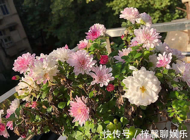 名流|这“花”有意思，颜色随着光照不停变化，5月就爆花，养成大花球