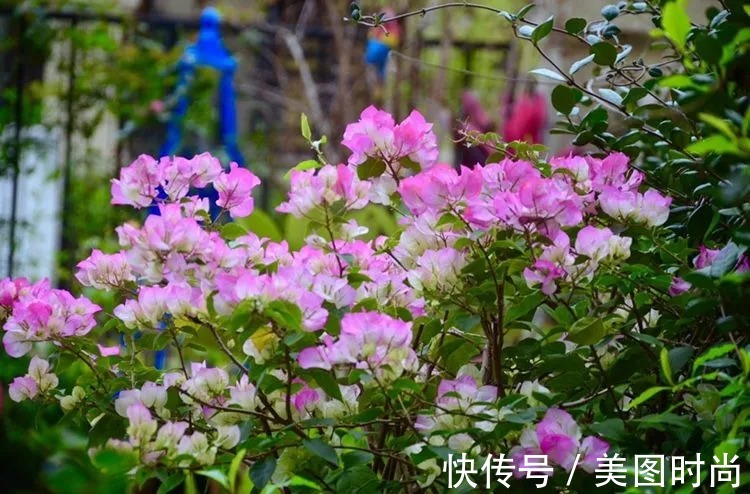 三角梅|120㎡别墅花园改造,经过三年的努力,小院从荒地到花开满园