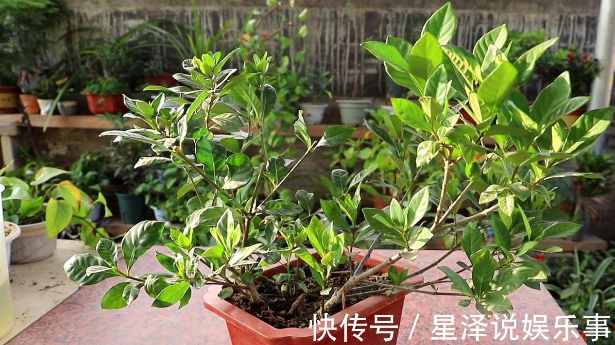 茉莉花|这5种盆栽,不止有观赏价值,还能食用药用,好养又漂亮
