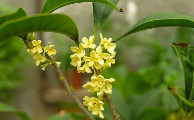 金桂|几种植物全身“飘香”，香味经久不散，家里摆上一盆，生活更舒适