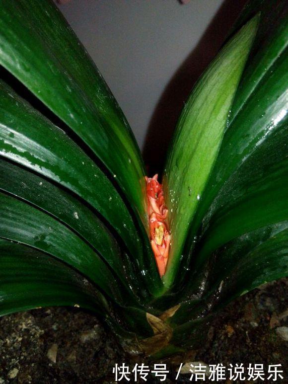 给君子兰“喂”了点小饲料,它竟连着四个月猛开花