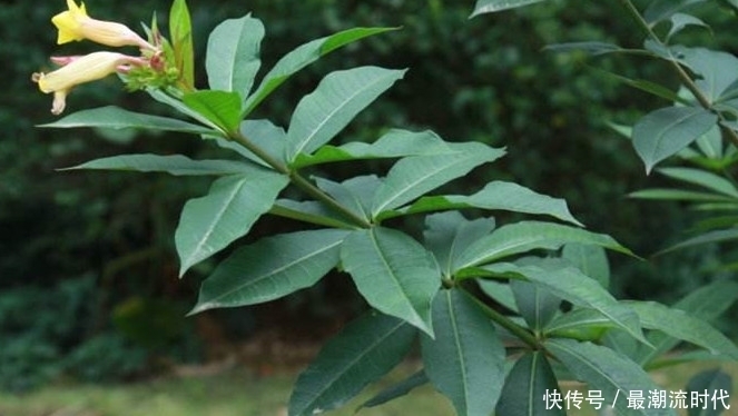 山坡上生长的这种野生植物,全株有毒,不耐霜冻,却有杀虫的功效