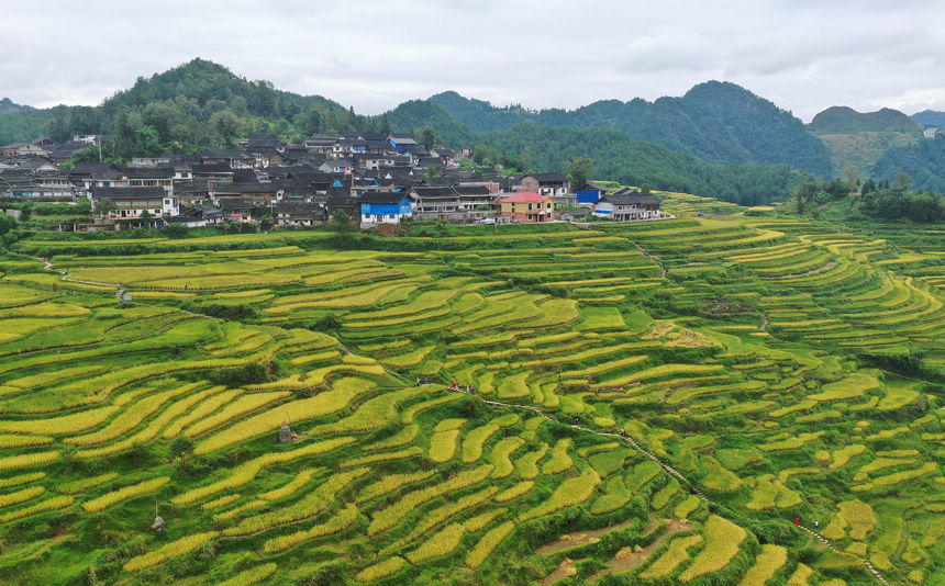 黄金甲|贵州：梯田处处皆美景 满坡尽披“黄金甲”