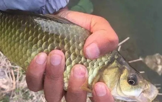 冬季野钓,傻坐一天无鱼咬钩?给你四条建议,其实大板鲫很好钓