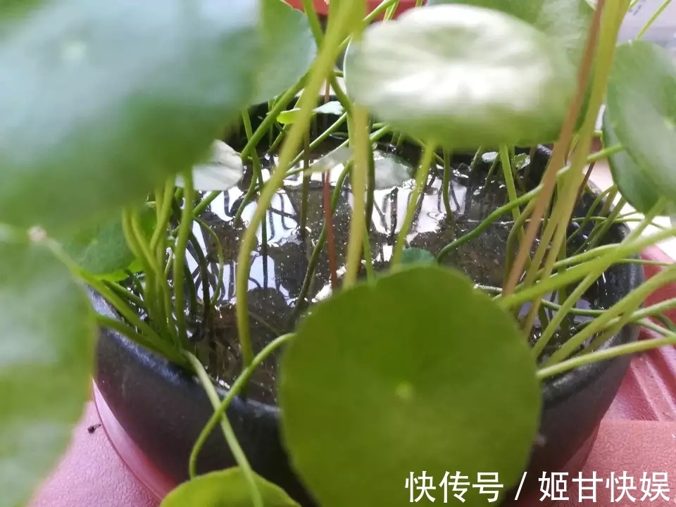 铜钱草又黄又乱糟糟的该怎么养剃头半土加半水，一个月再次爆盆