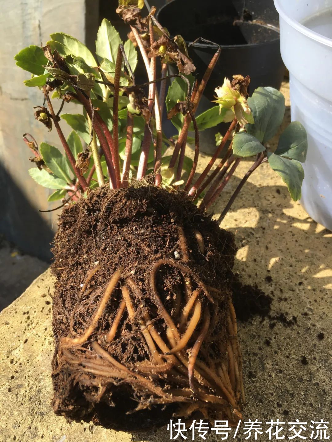 6种特别怕热的花卉，度夏要多注意几点，夏天容易挂，养护要谨慎