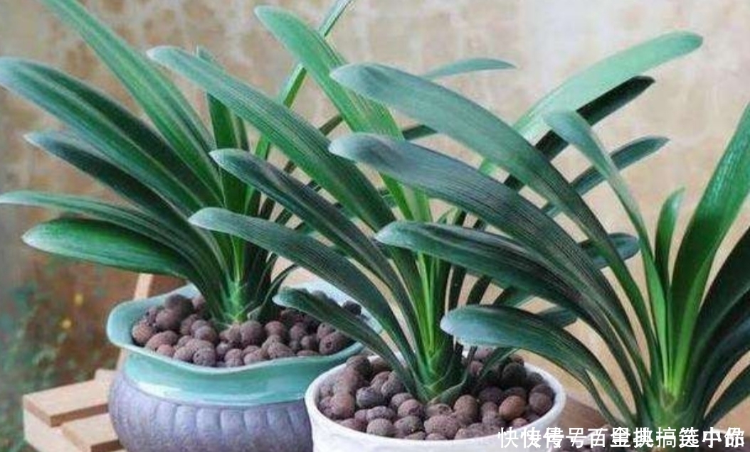 君子兰|养君子兰,夏天不能做3件事,不然易烂根黄叶