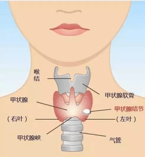 纯干货 临床常见气道管理方式 建议收藏 快资讯