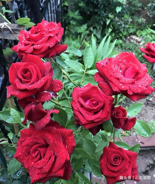 花卉|此花,比牡丹漂亮,比桂花还香,家里放一盆,能熏一室香,超赞!