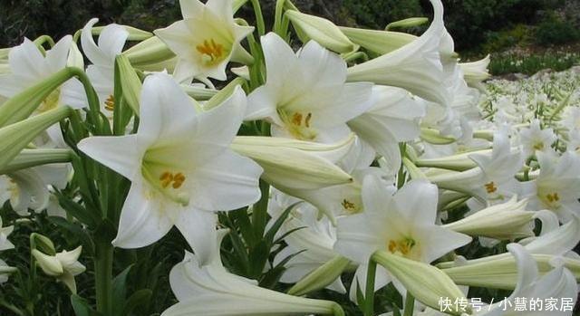 延长|如何延长百合花保鲜期,8个小方法不可不知