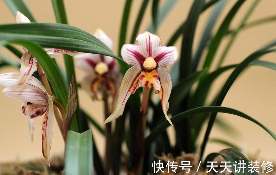 风雨兰|兰花难养,这些替代品可以选择,美起来不输兰花