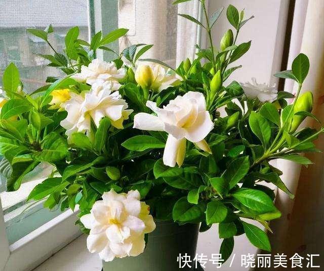 10种花“冷天”长得慢,“穷养”多晒更健壮,不然易烂根,难过冬