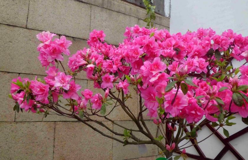 植株|杜鹃培育小技巧：迎合这些习性打理，植株花开繁茂，枝叶长得旺