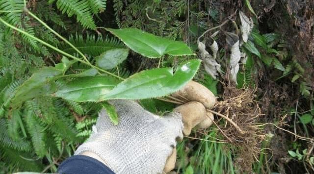 此草便是“淫羊藿”,请放下双手,别盲目拔掉,80元一斤