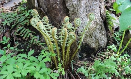 山里一野草，人称“龙头菜”，目前极为珍贵，野外遇见，请勿忽视