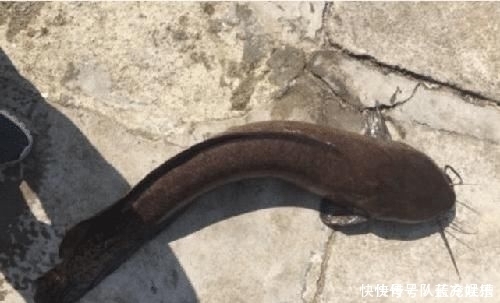 塘鲺|除了罗非和清道夫,这5种鱼也是外来鱼种,钓到别轻易流放