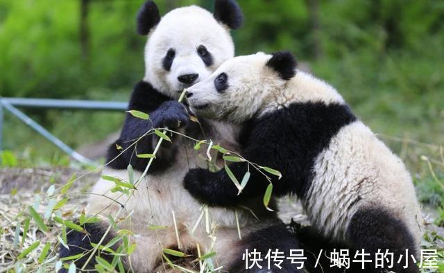 搬家|老话说竹子开花，马上搬家，竹子开花为什么要搬家，确有道理