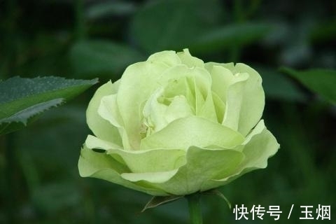 桃花朵朵开|7月20号开始，这三生肖，吉星加身运势一级棒，一旺旺三年!