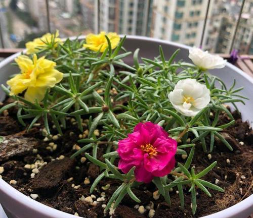 春天养盆太阳花,种子撒在土壤里,发芽快绽放层叠群花!